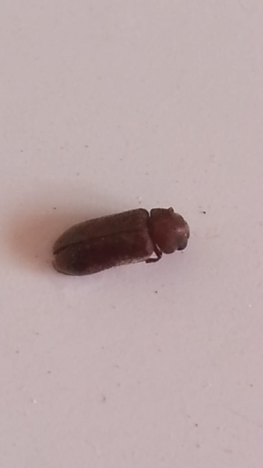 che insetto ? Anobiidae da id.